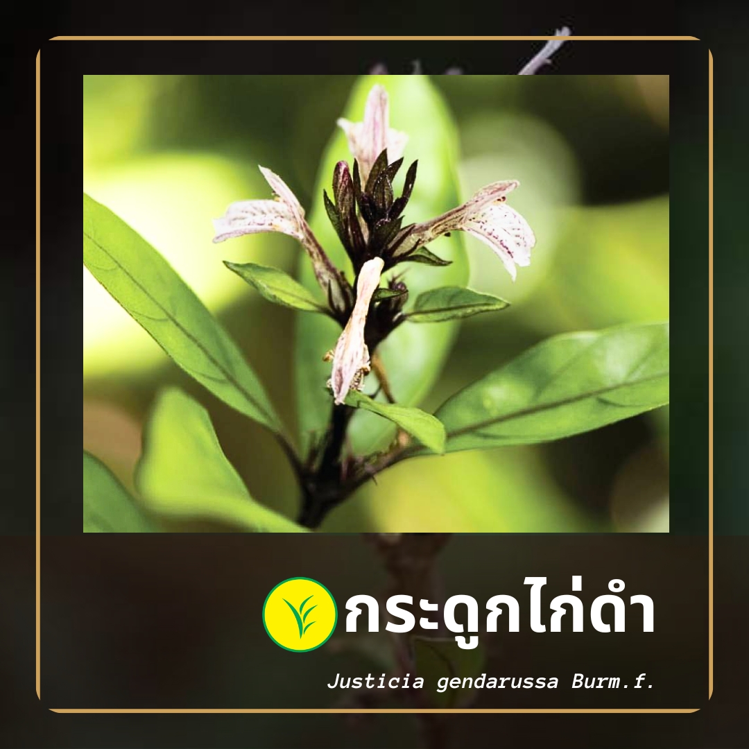 กระดูกไก่ดำ