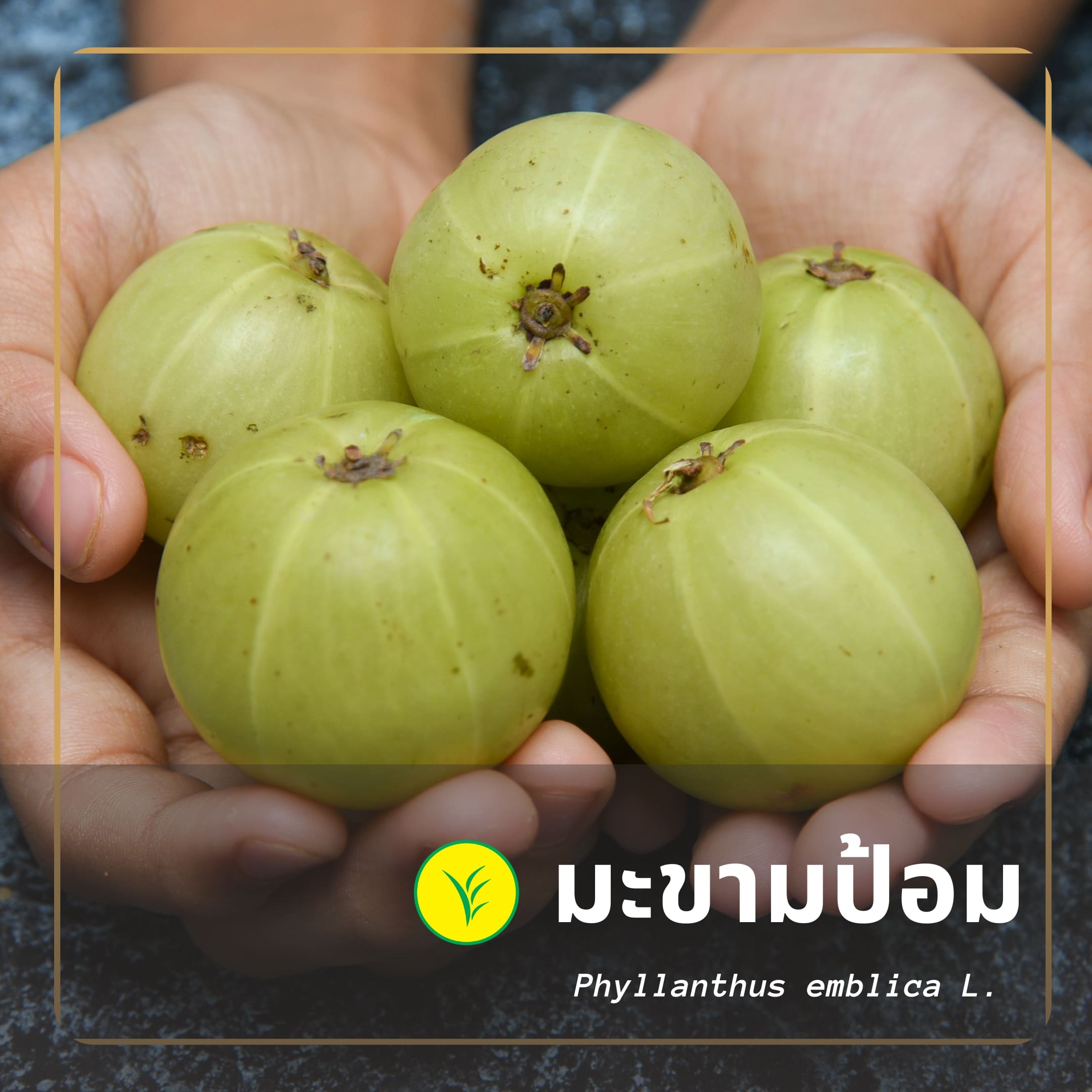 มะขามป้อม เพิ่มภูมิคุ้มกัน