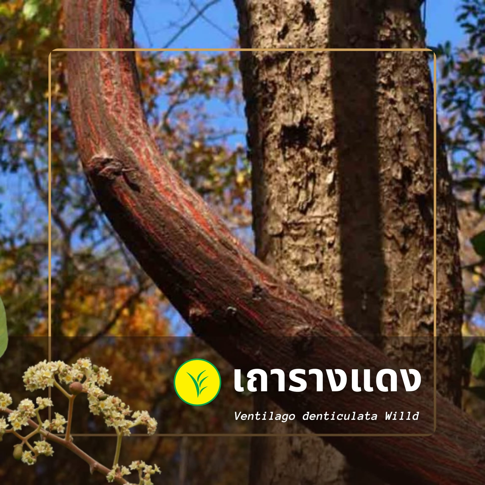 เถารางแดง 