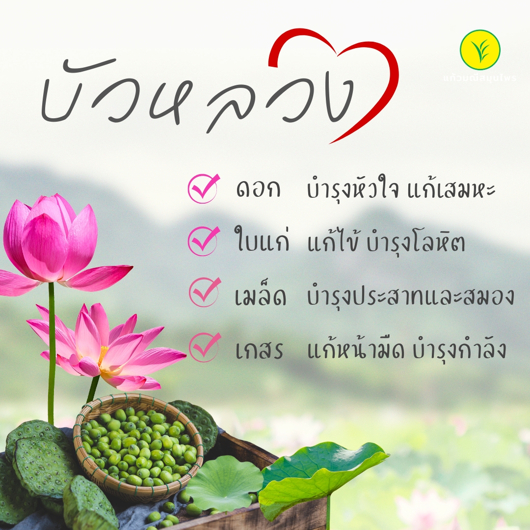 บัวหลวง บำรุงหัวใจ