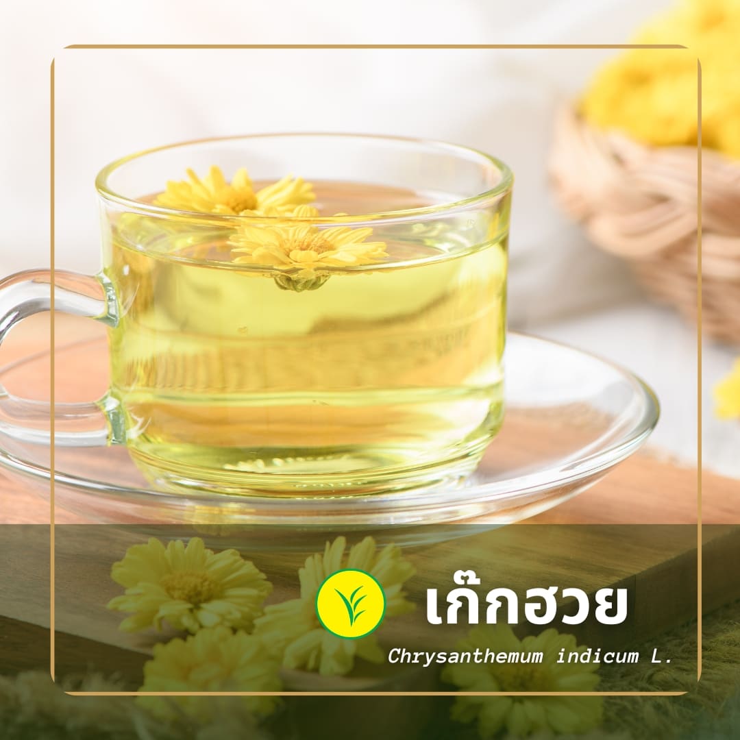 เก๊กฮวย ไม่ได้มีดีแค่แก้กระหาย